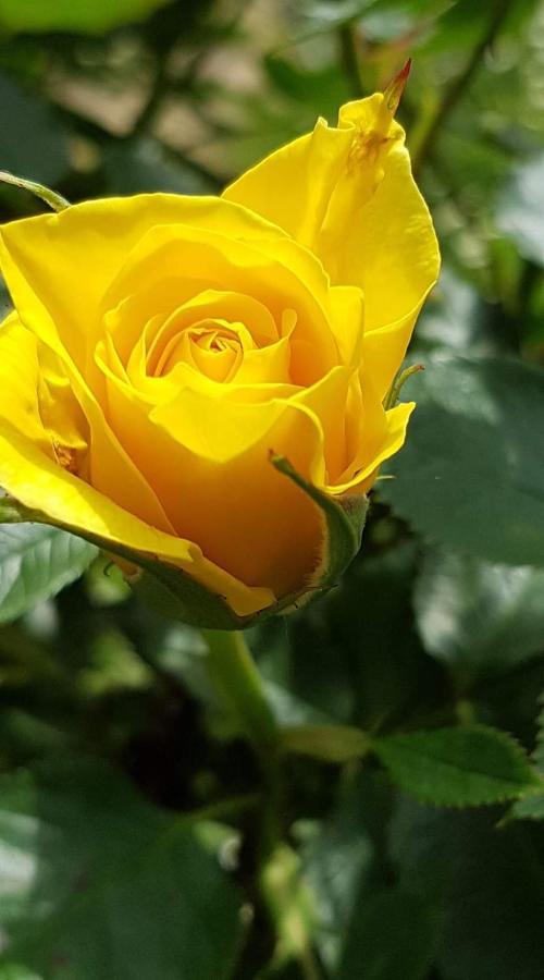 Yellow Rose Rakovica Dış mekan fotoğraf